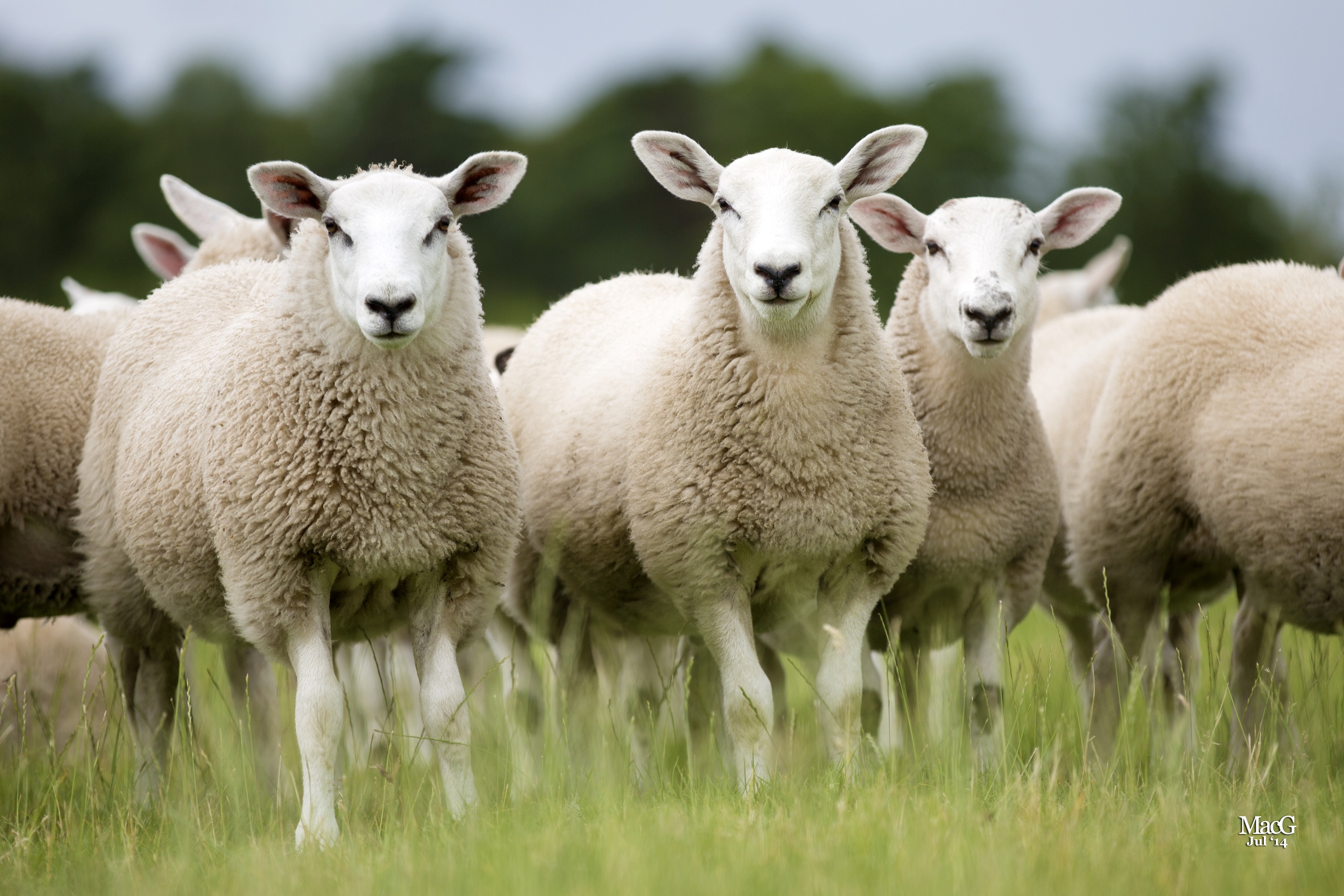 New-research-examines-ways-to-breed-and-feed-sheep-with-reduced-environmental-impact.jpg