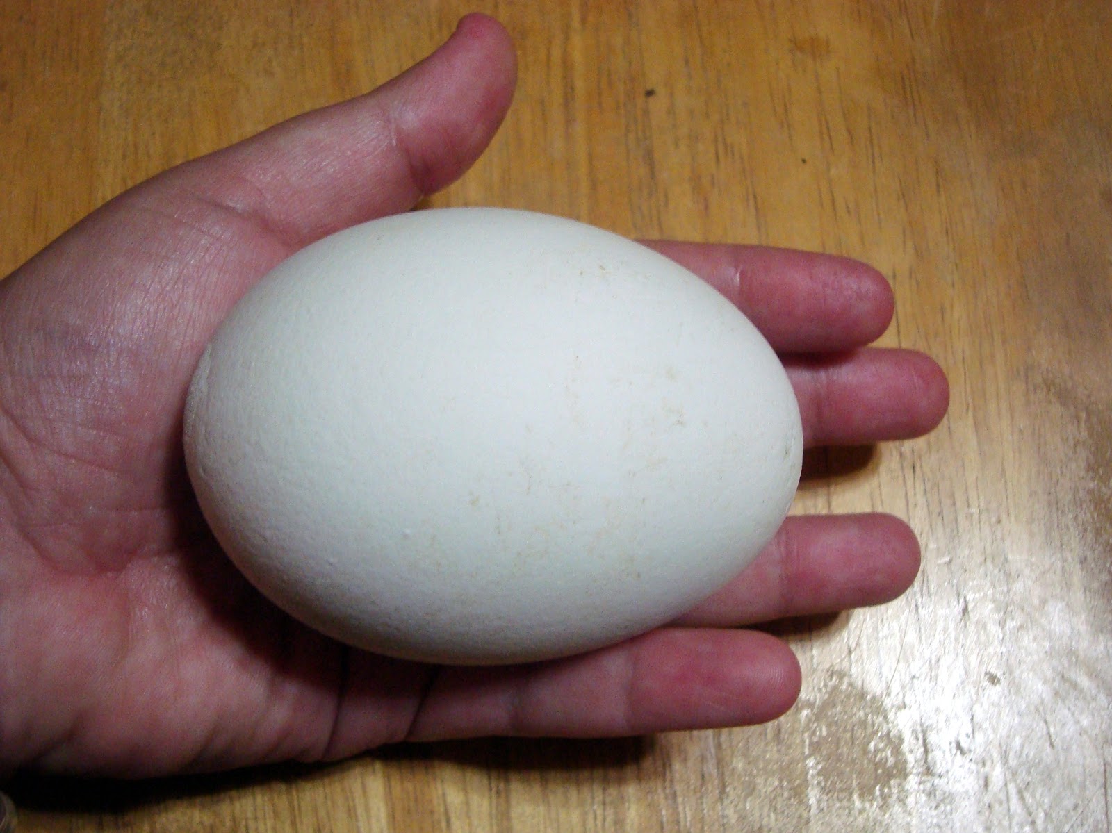 goose+egg.JPG