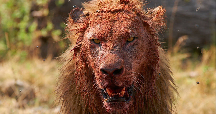 bloody-lion.jpg