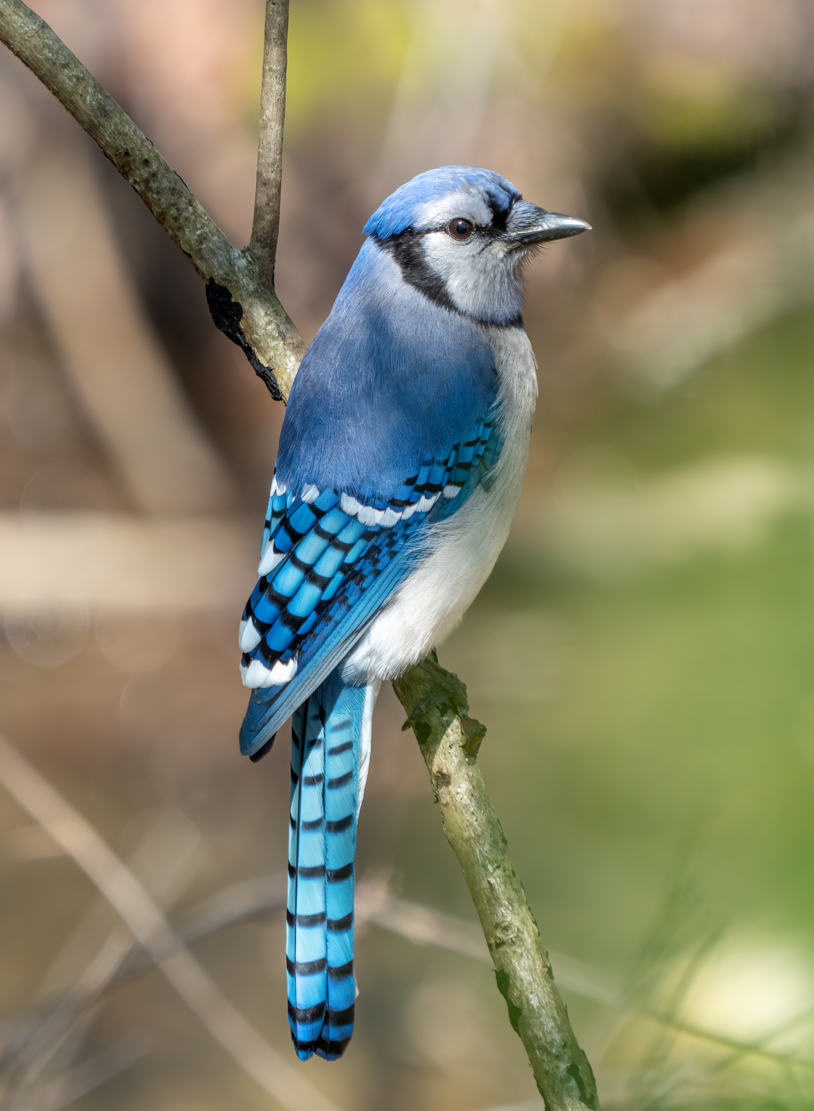 Blue_jay_in_PP_%2830960%29.jpg