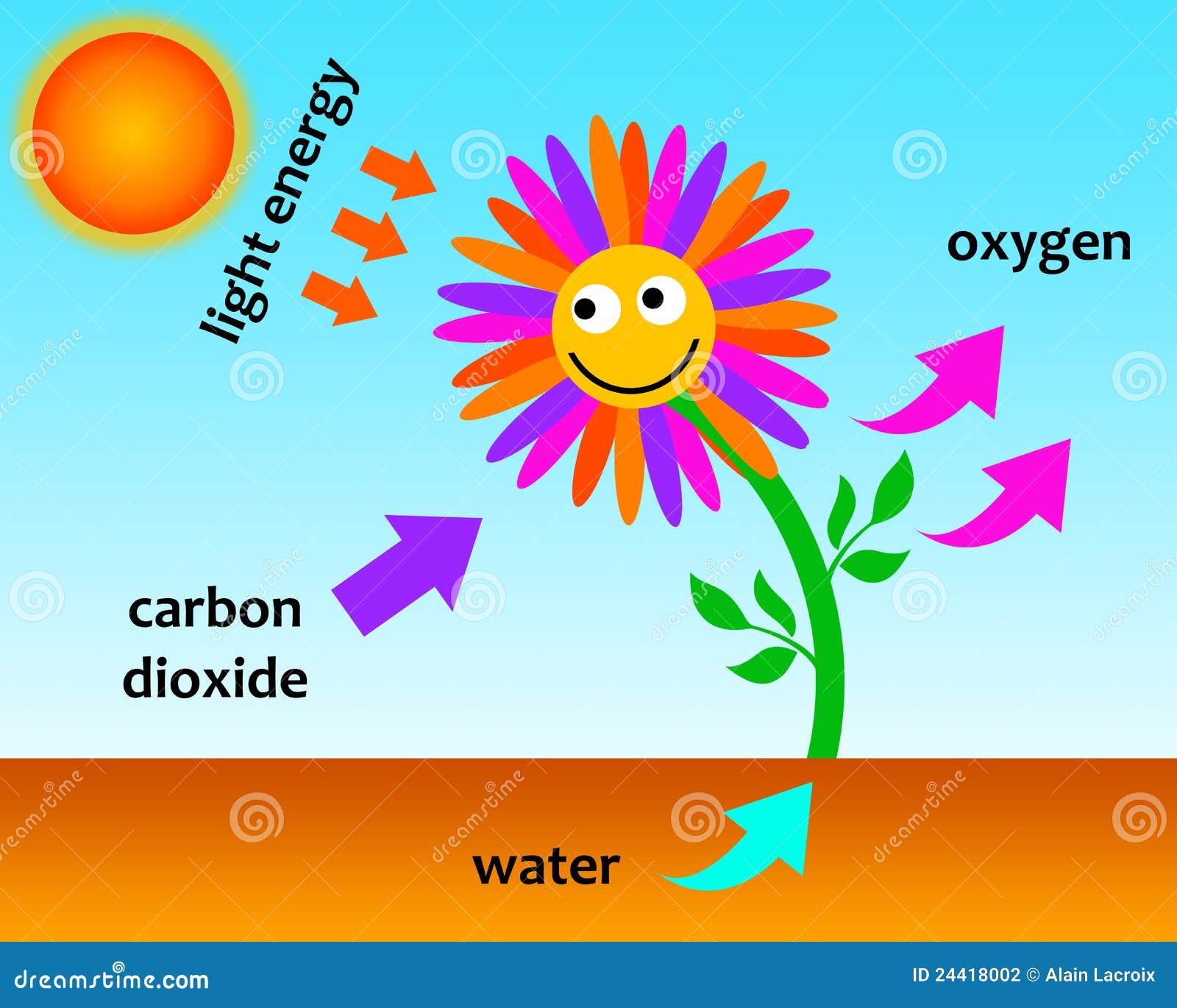 photosynthesis-24418002.jpg