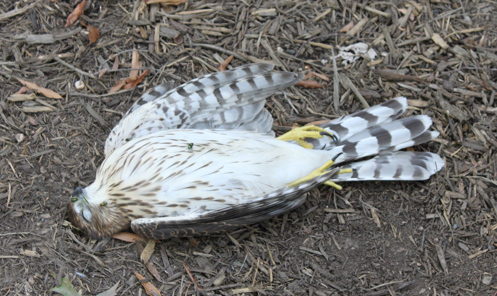 dead-hawk.jpg