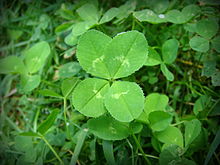 220px-4-leaf_clover.JPG