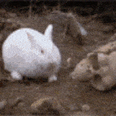 killer-rabbit.gif