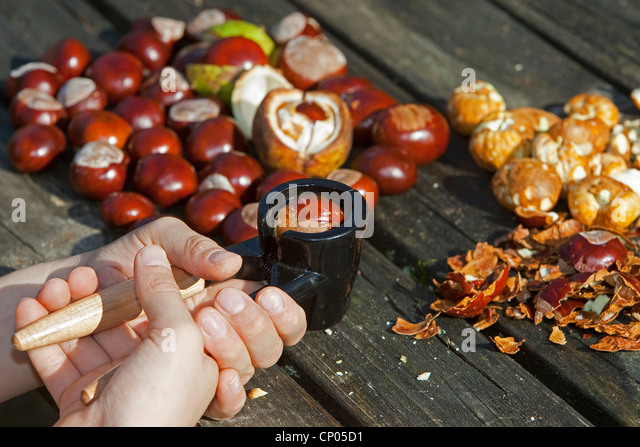 common-horse-chestnut-aesculus-hippocastanum-making-soap-from-horse-cp05d1.jpg
